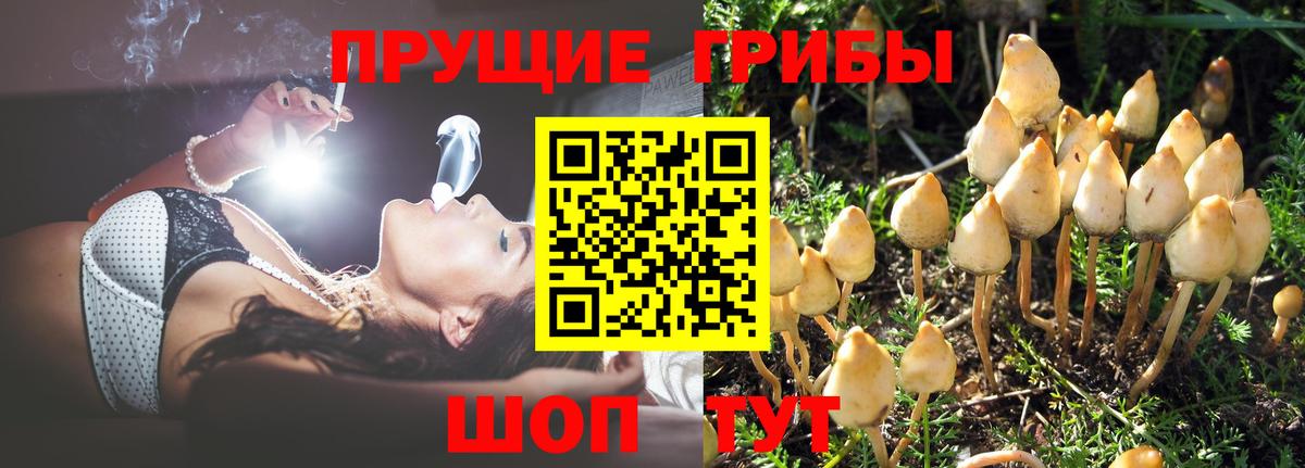 Баксан  купить наркотик  Вход с VPN  Псилоцибиновые грибы Psilocybine cubensis 